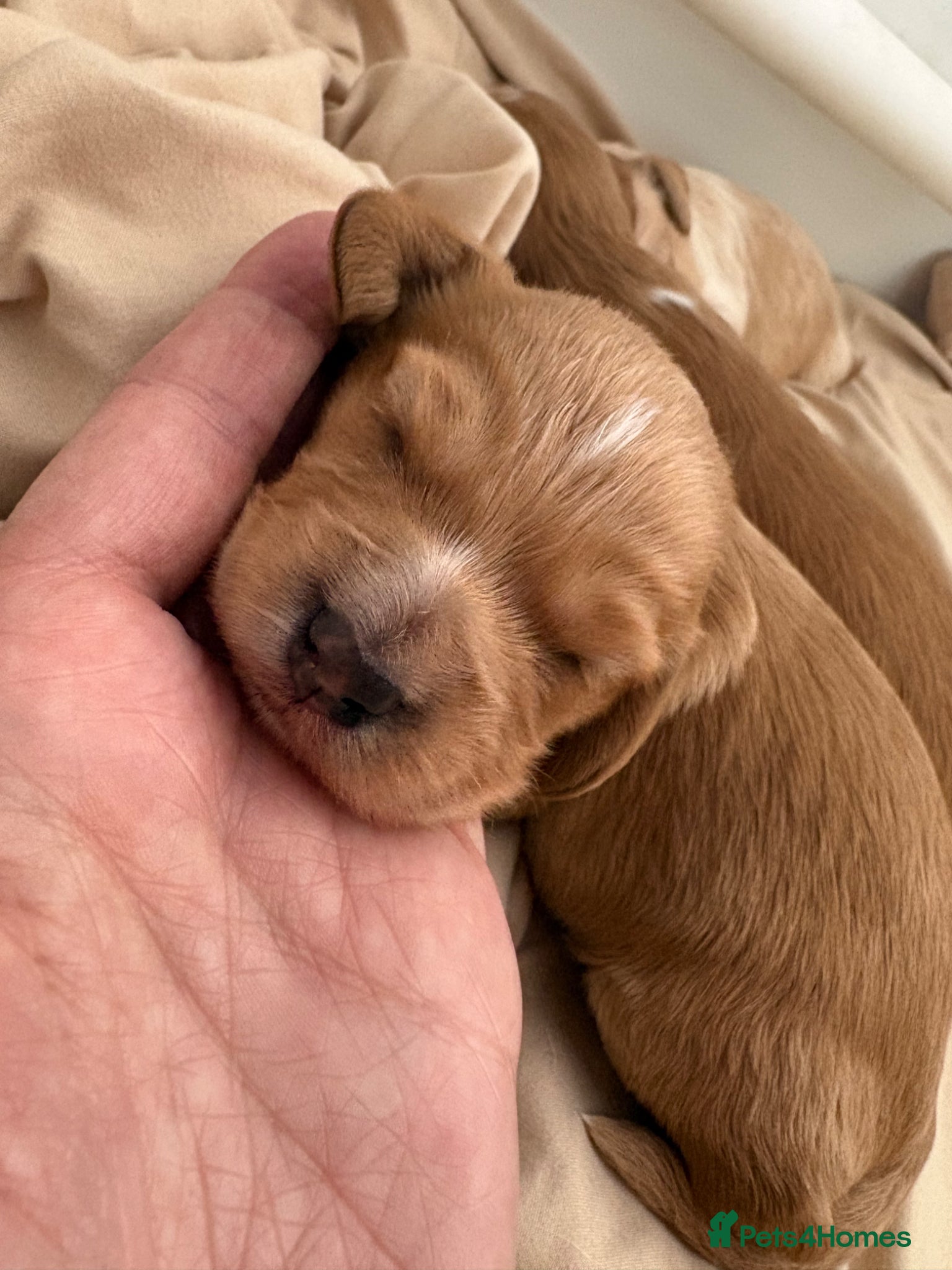 Cockapoo dogs Two male cockerpoo pups  - Advert 11