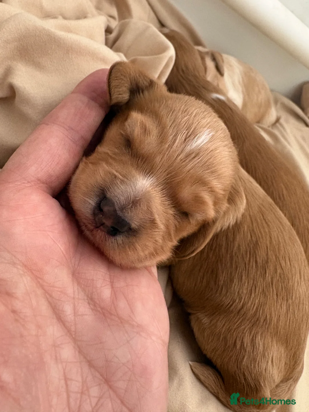Cockapoo dogs for sale: Two male cockerpoo pups  - Advert 1