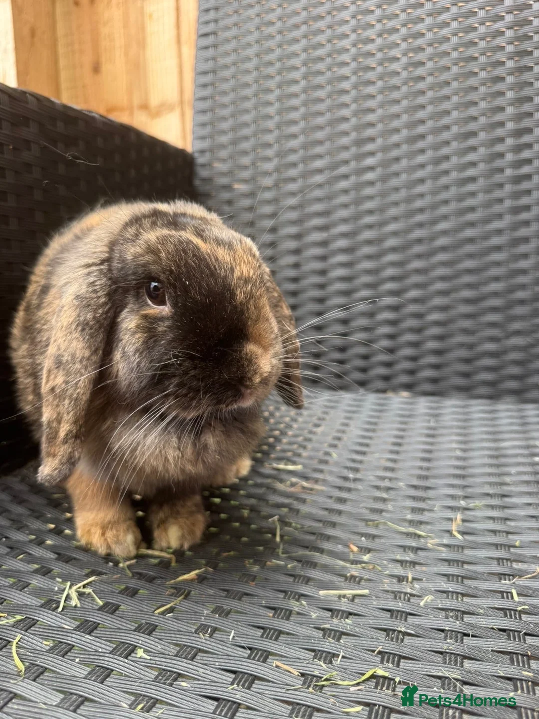 Mini Lop rabbits for sale: Two Beautiful Mini Lops looking for a new 🏡. - Advert 4