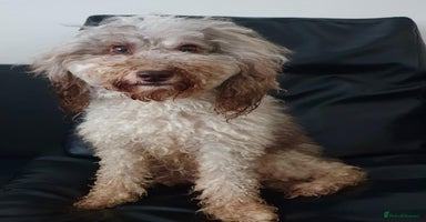 Cavapoo dogs in Manchester - Advert 12
