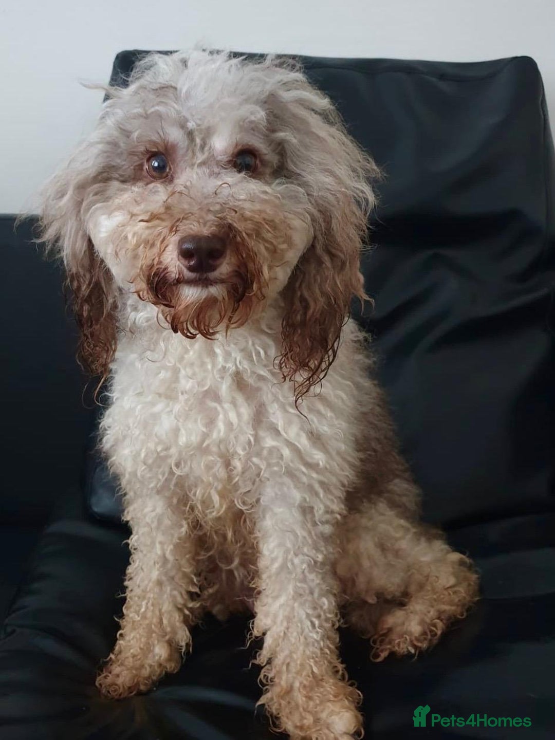 Cavapoo dogs for sale: BEAUTIFUL CHOCOLATE MERLE CAVAPOO GIRL in Manchester - Image 2