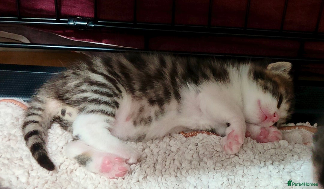 Mixed Breed cats for sale: Ragdoll mixed kitten - Image 2