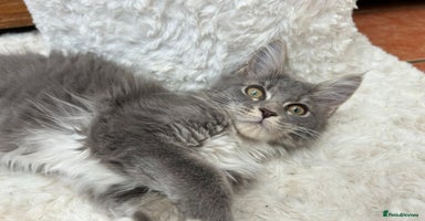 Maine Coon cats - Advert 10