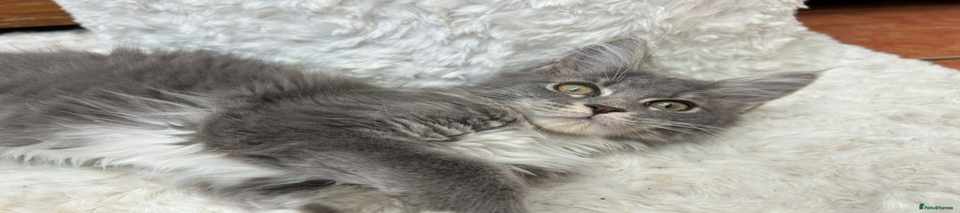 Maine Coon Kitten 1