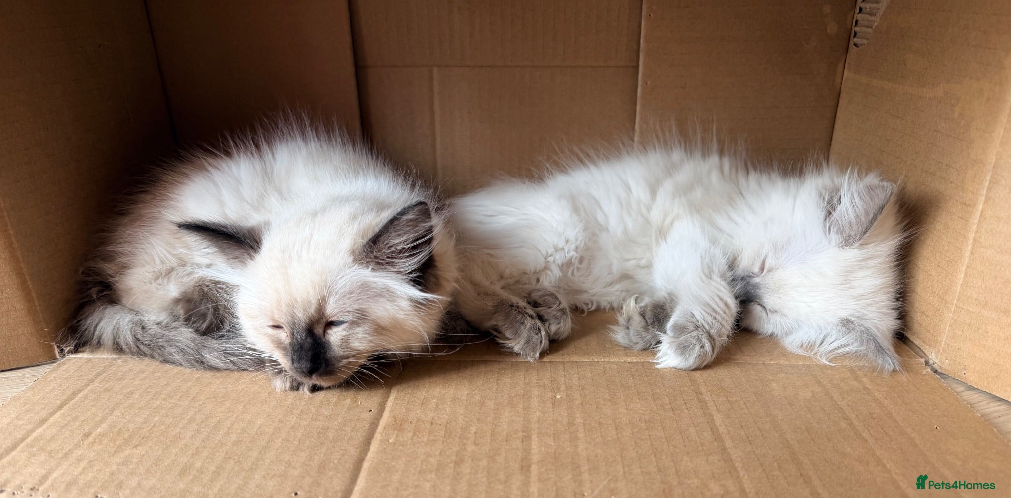Ragdoll cats 5 stunning ragdoll kittens! ❤️ - Advert 7