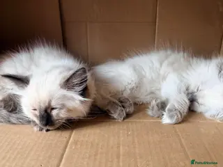 Ragdoll cats 5 stunning ragdoll kittens! ❤️ - Advert 7