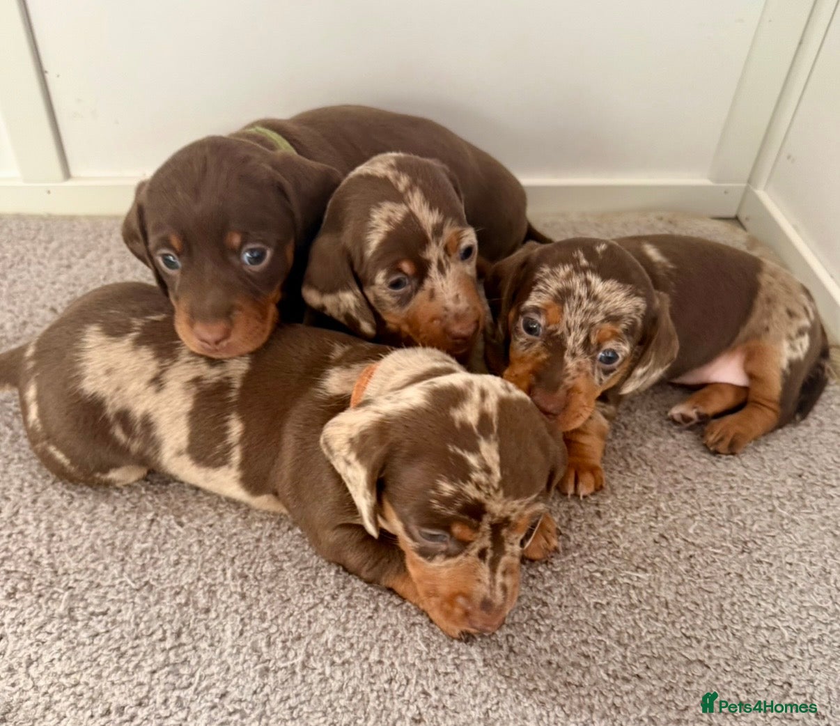 Miniature Dachshund dogs Chocolate & Dapple KC Miniature Dachshund Puppies - Advert 7