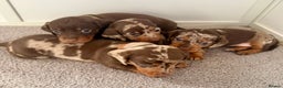 Miniature Dachshund dogs for sale: Chocolate & Dapple KC Miniature Dachshund Puppies - Advert 1
