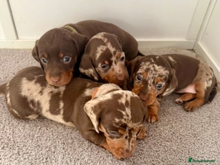 Miniature Dachshund dogs Chocolate & Dapple KC Miniature Dachshund Puppies - Advert 2