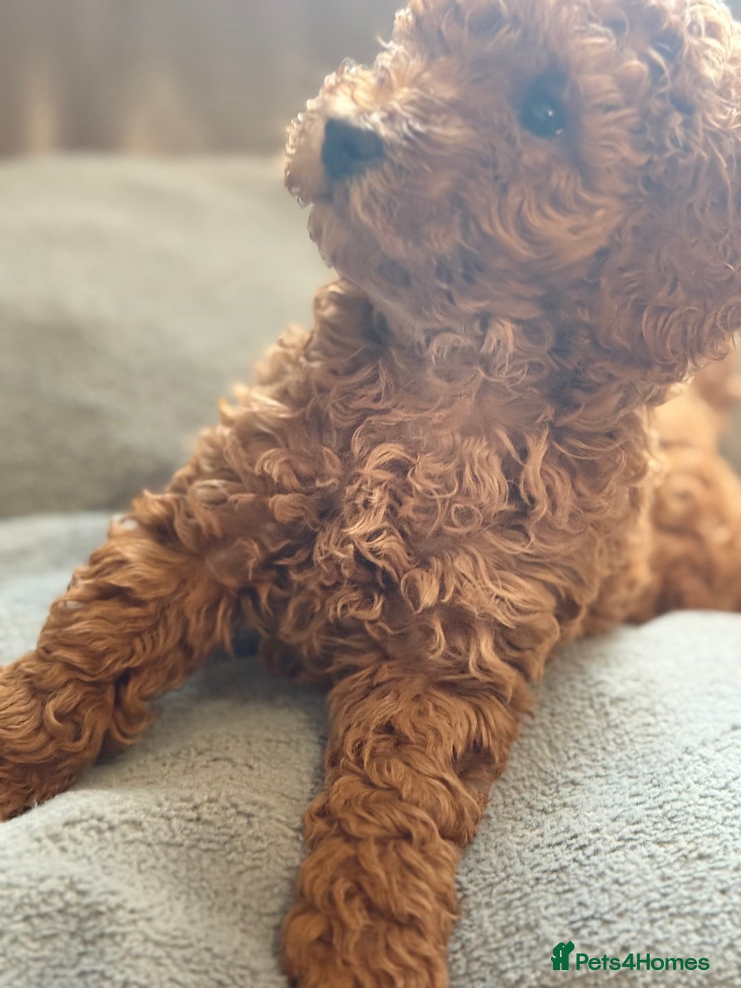 Cockapoo dogs for sale: STUNNING TOP-QUALITY COCKAPOO PUPPIES RARE COLOURS - Advert 13