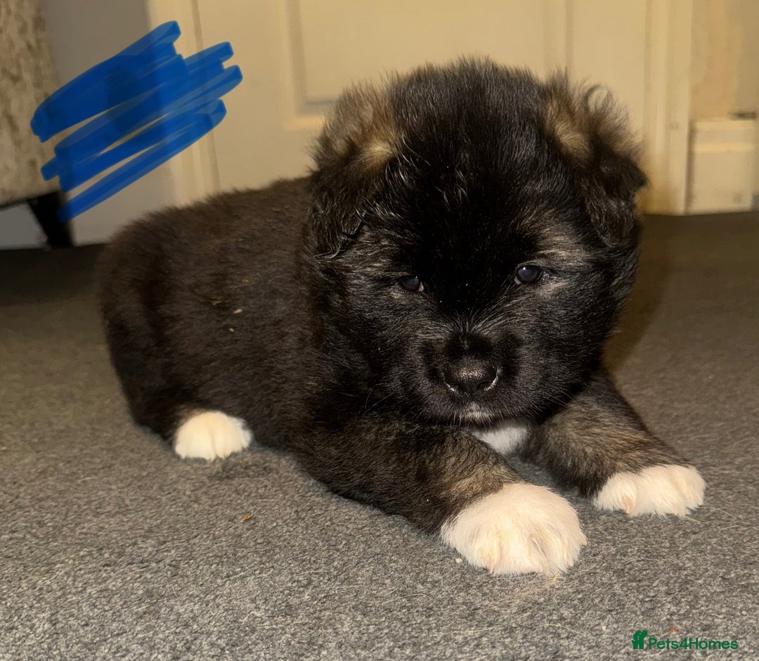 Akita dogs for sale: Akita puppies for sale  - Advert 17