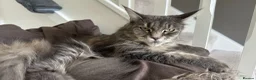 Maine Coon cats for sale: Beautiful Maine Coon Kittens for Sale - Advert 15