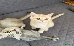 British Shorthair cats for sale: Stunning British Shorthair Kittens & adule cat - Image 7