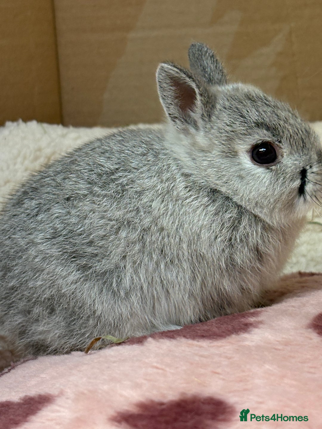 Netherland Dwarf rabbits for sale: Pure bred Netherland dwarf (vaccinated) - Advert 4
