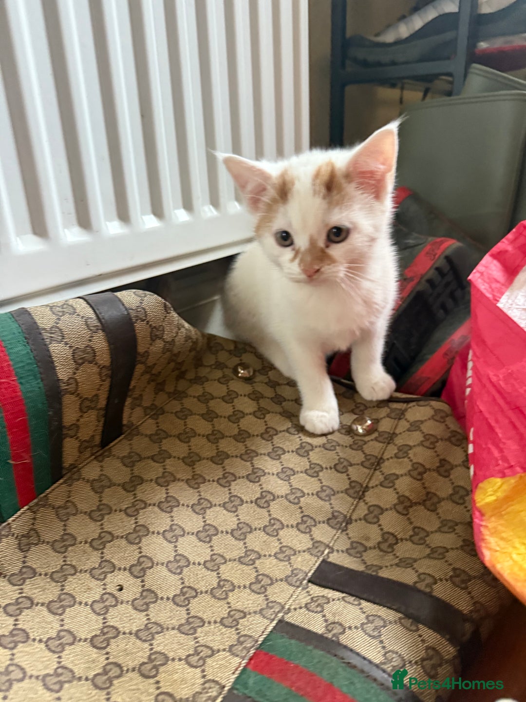 Domestic Shorthair cats for sale: 3 Adorable Ginger and White Kittens - Advert 16