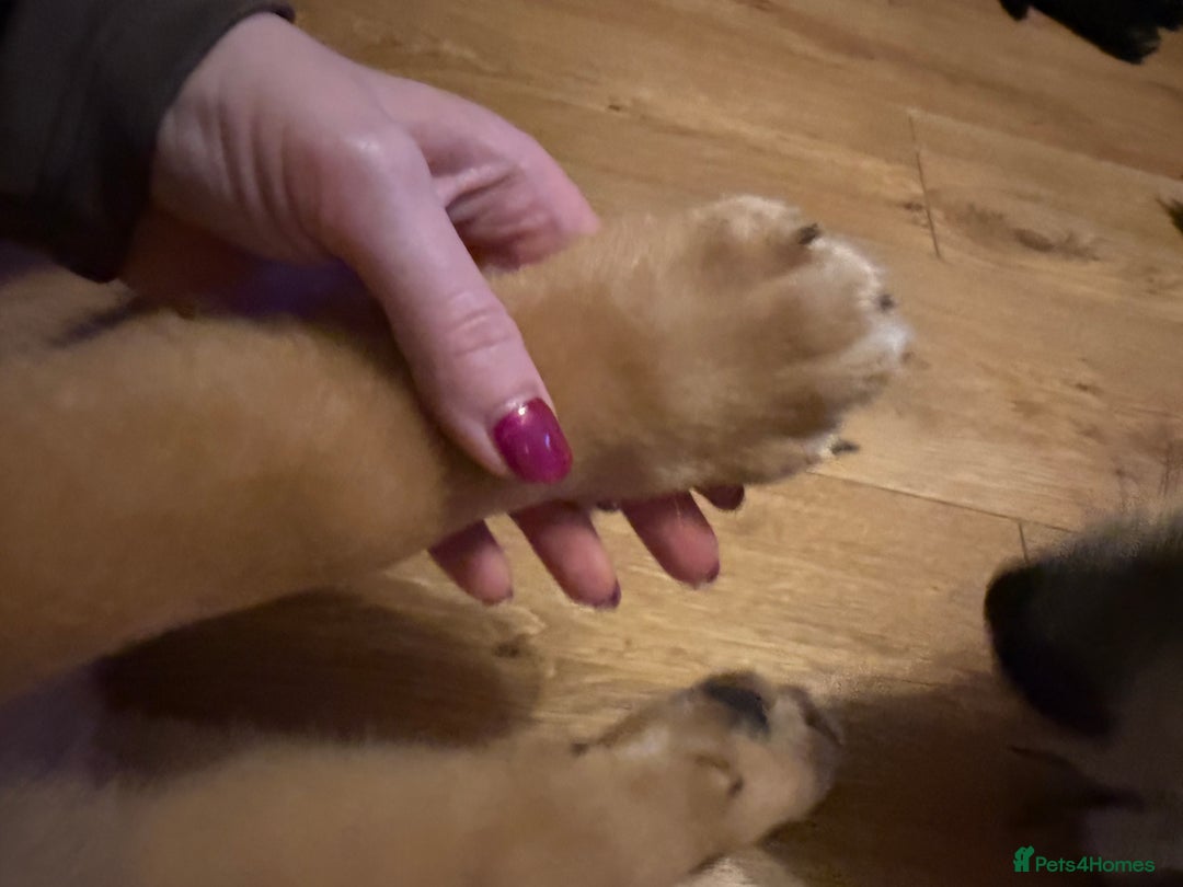 Mixed Breed dogs for sale: 3 x male puppies DDB x  - Image 3