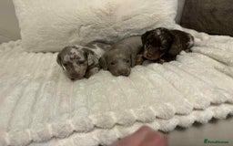 Miniature Dachshund dogs for sale: Miniature dachshunds  - Image 17