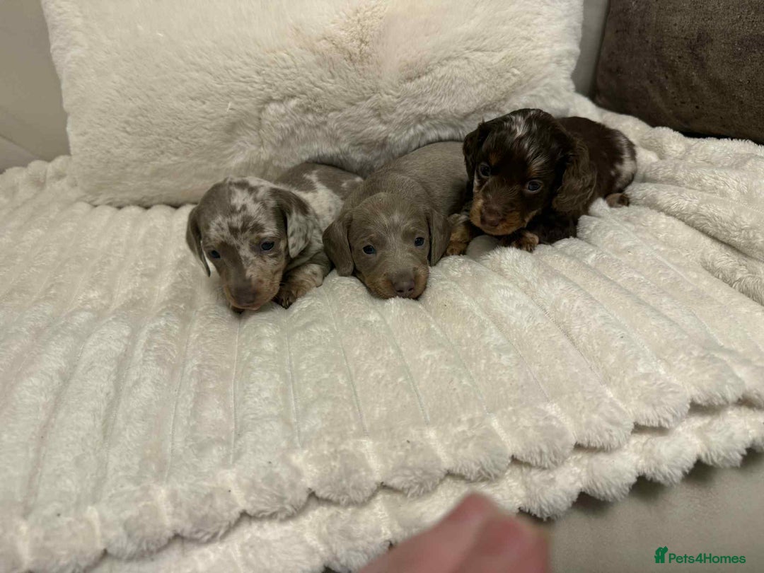 Miniature Dachshund dogs for sale: Miniature dachshunds  - Image 17
