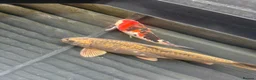 Koi Carp fish for sale: Koi carp  - Advert 1