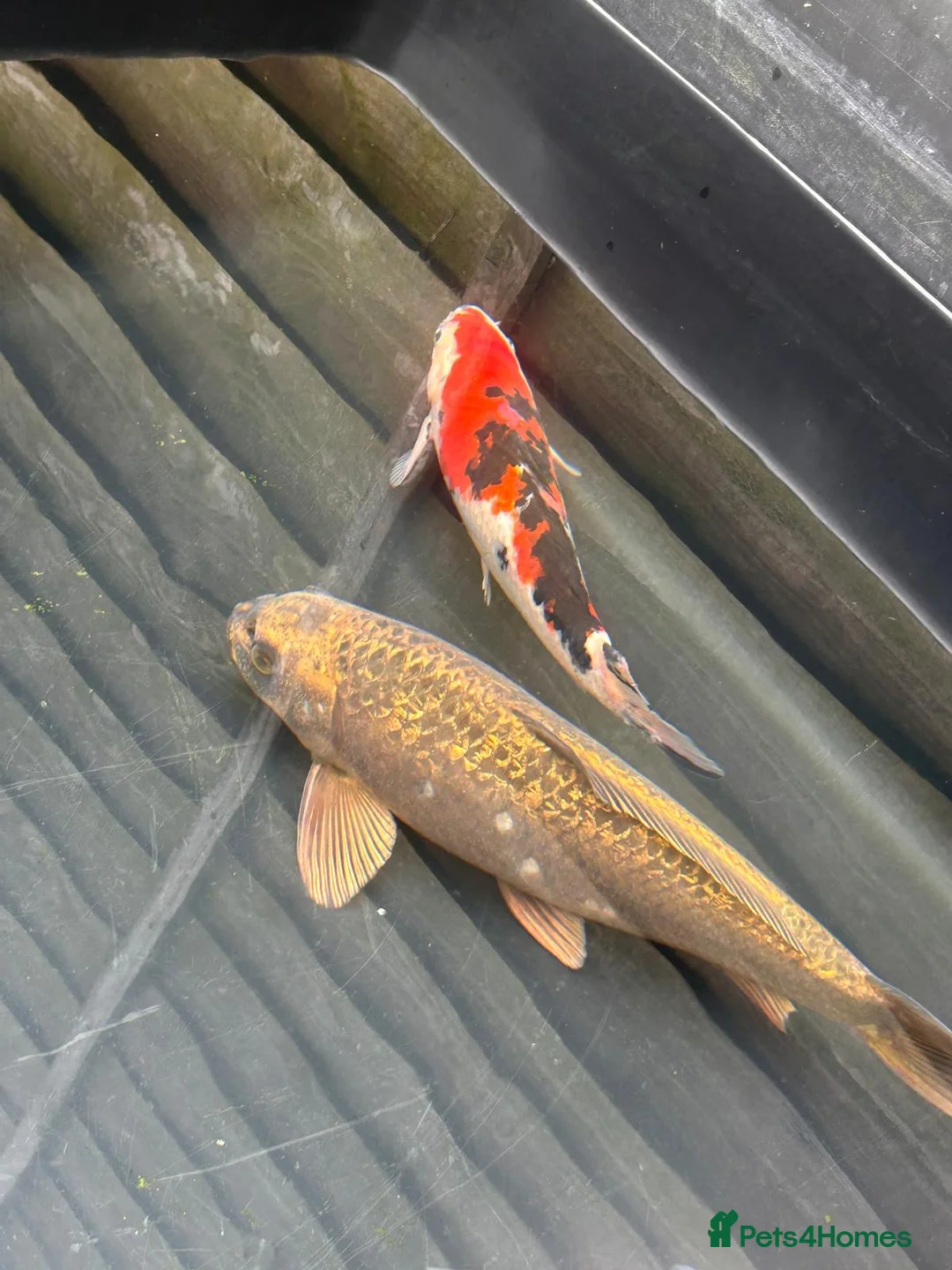 Koi Carp fish for sale: Koi carp  - Advert 1
