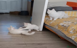 Turkish Angora cats for sale: Turkish angora mix girls - Image 6