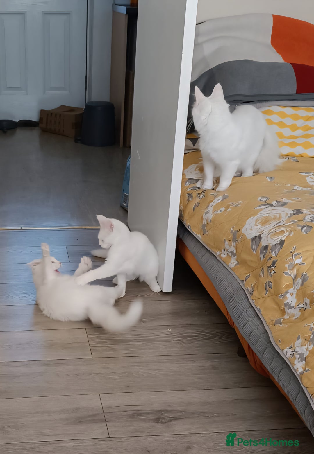 Turkish Angora cats for sale: Turkish angora mix girls - Image 6