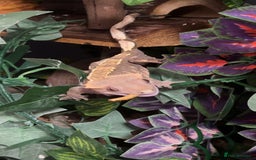 Gecko reptiles for sale: Harlequin Tricolour Crested Gecko + Large Tank - Advert 1