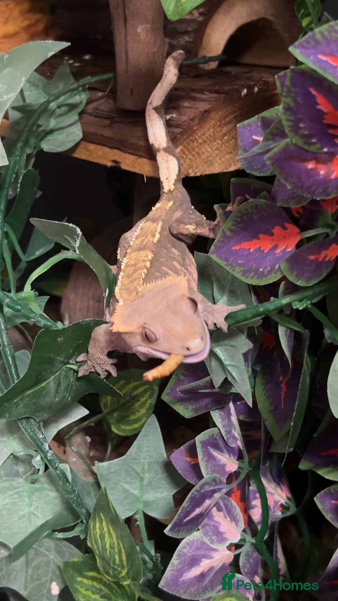 Gecko reptiles for sale: Harlequin Tricolour Crested Gecko + Large Tank - Advert 1