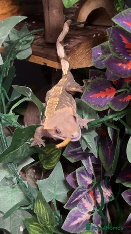 Gecko reptiles - Advert 1