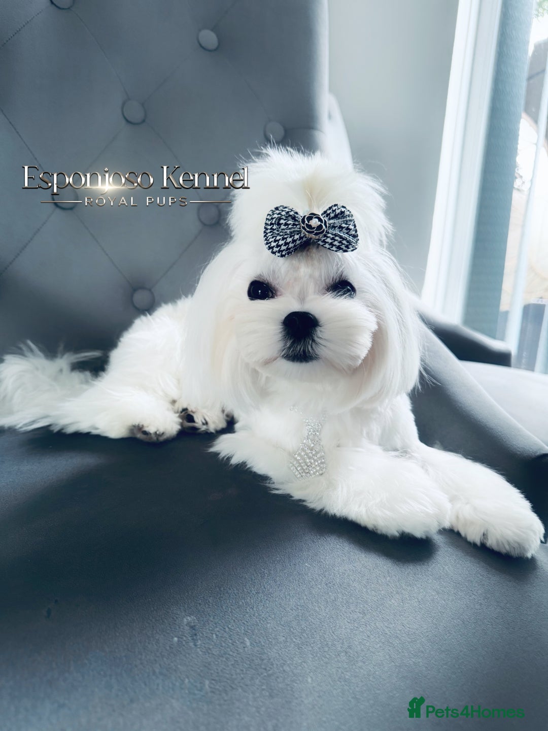 Maltese dogs for stud: ✨Exquisite DOLL KC Korean Maltese Stud DNA Clear ✨ - Image 16