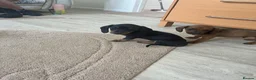Miniature Dachshund dogs for sale: Miniature  dachshund - Advert 5