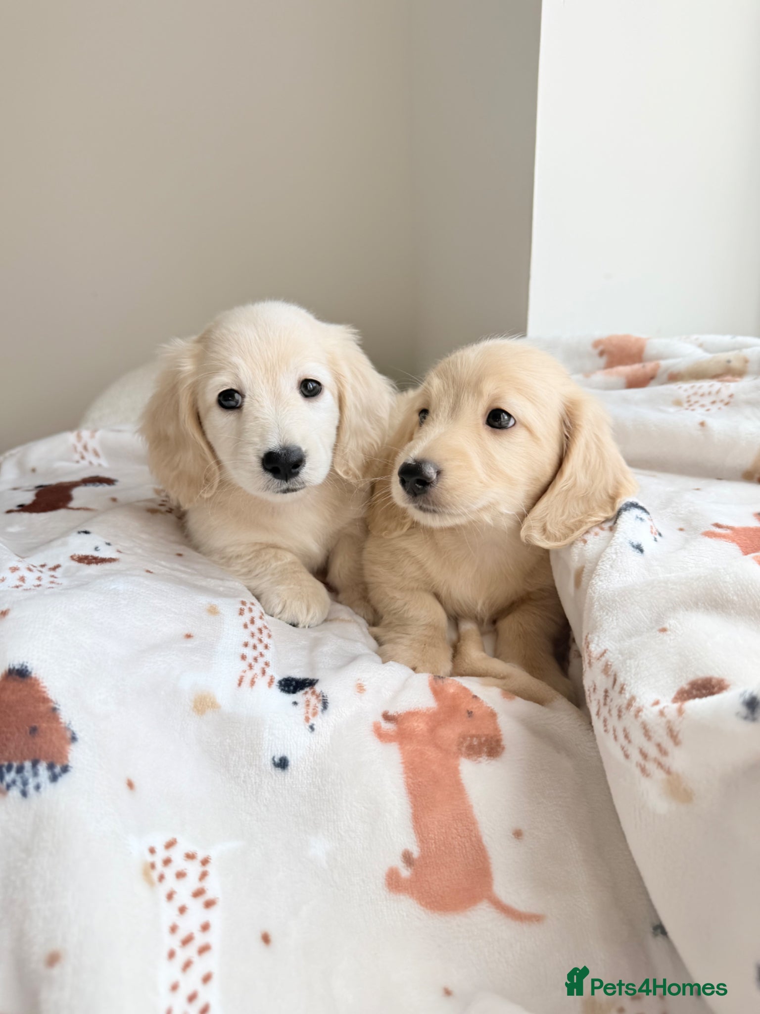 Miniature Dachshund dogs Ready✨ Kc clear cream dachshund boys - Advert 2
