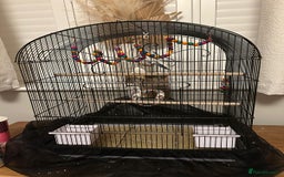 Budgerigars birds for sale: Male budgie with cage - Image 2