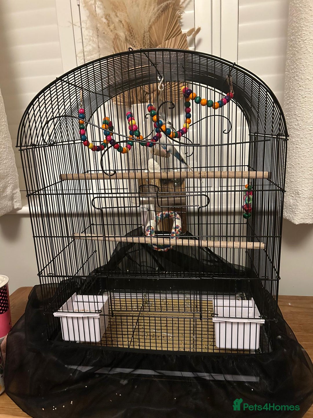 Budgerigars birds for sale: Male budgie with cage - Image 2