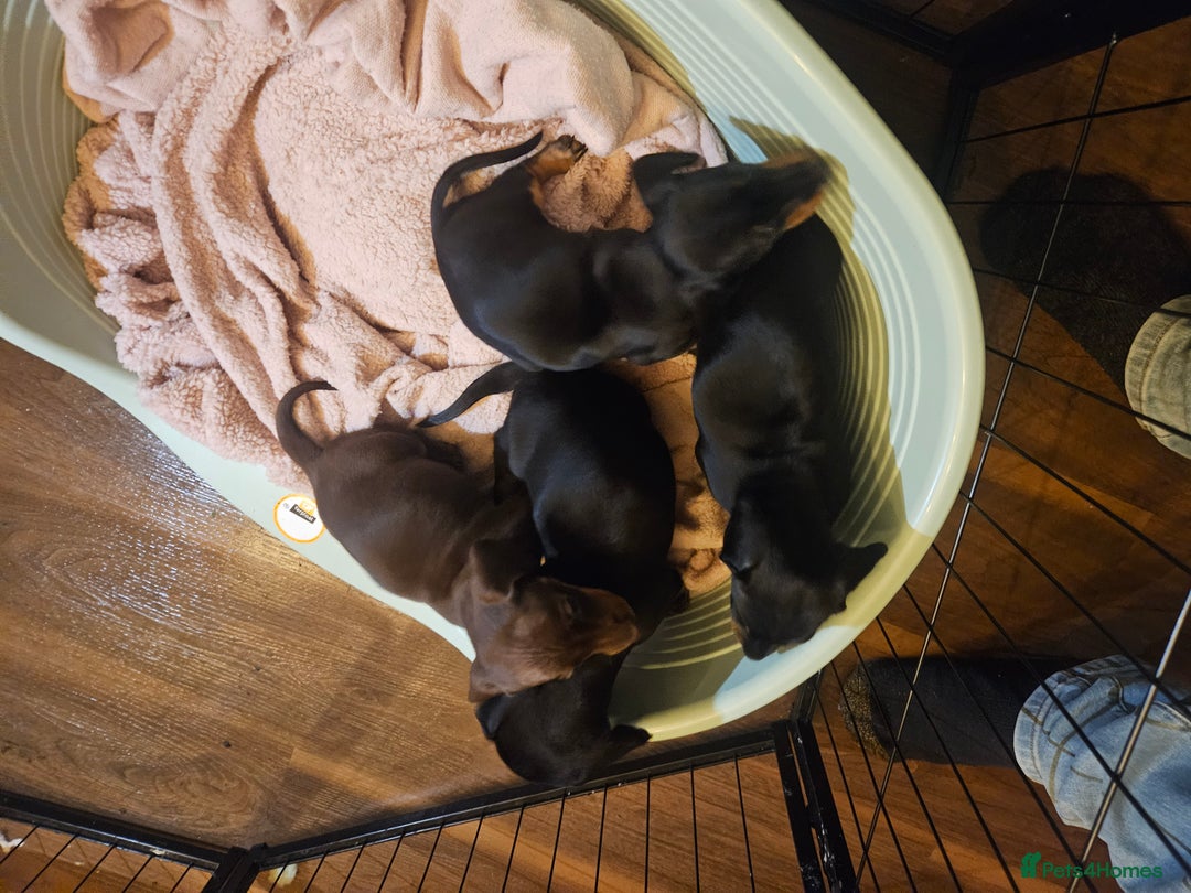Miniature Dachshund dogs for sale: Miniature Dachshund puppies - Image 18