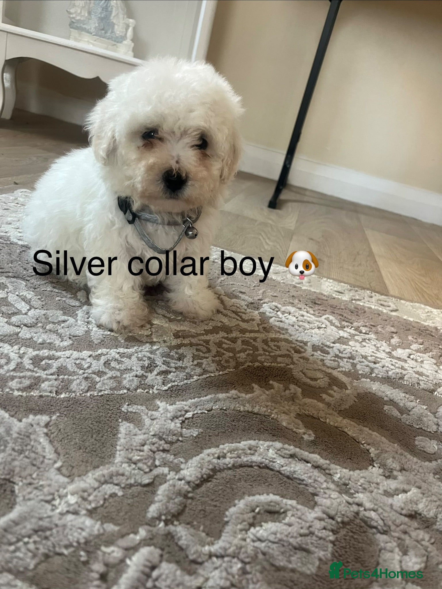 Bichon Frise dogs Bichon frise  - Advert 10
