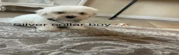 Bichon Frise dogs for sale: Bichon frise  - Advert 16