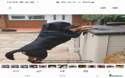 Rottweiler dogs for sale: Kc reg full German champion rottweiler puppies   - Image 38