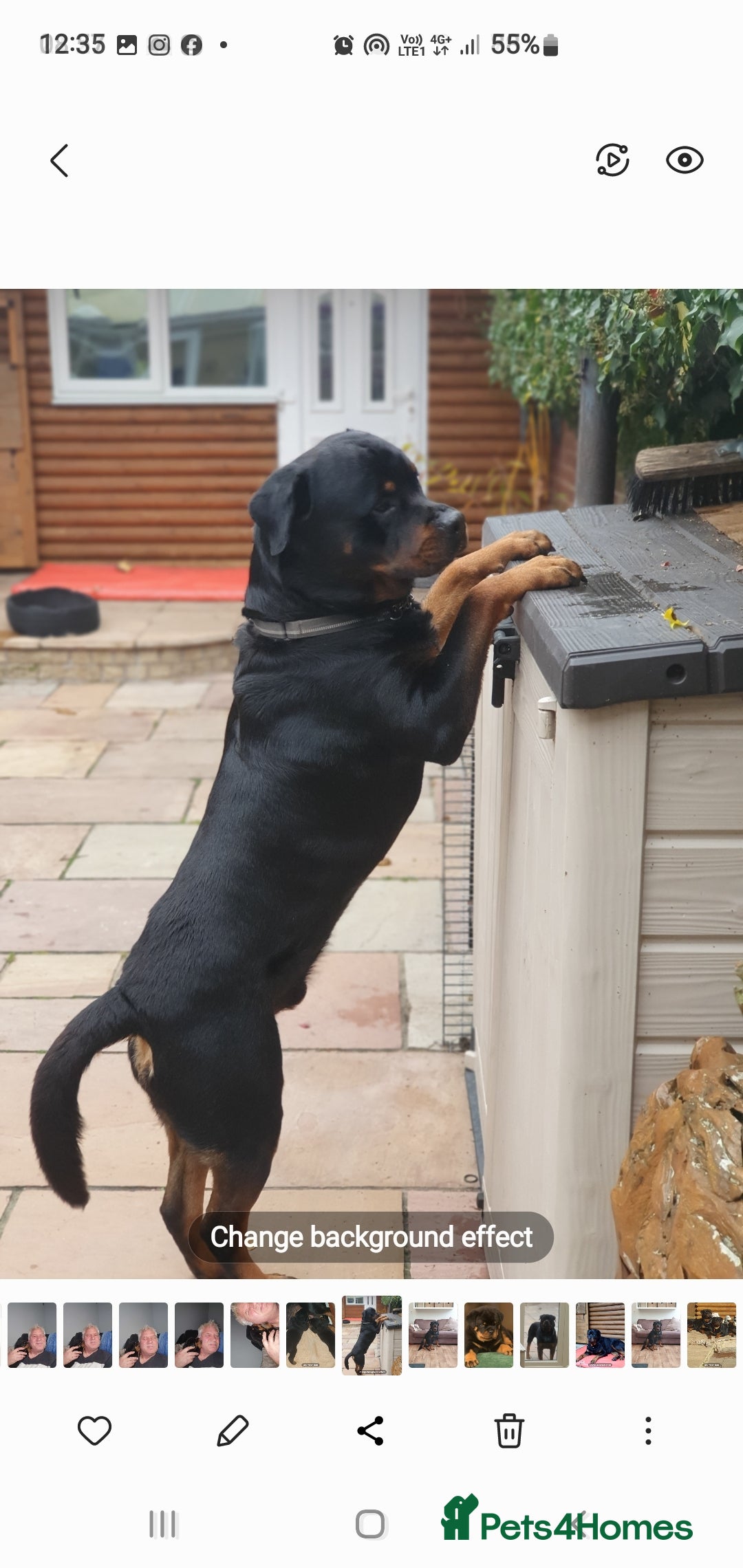 Rottweiler dogs for sale: Kc reg full German champion rottweiler puppies   - Image 38