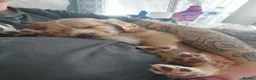Cocker Spaniel dogs for sale: 9 week old cocker spaniel in Hartlepool - Advert 3