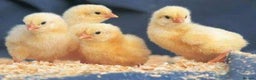 Mixed Breed poultry for sale: Day old chick and day old duckling for sale   - Advert 1