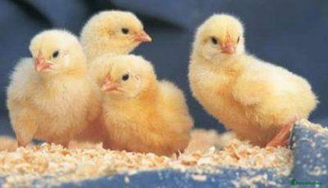 Mixed Breed poultry for sale: Day old chick and day old duckling for sale   - Advert 1