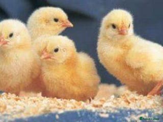 Mixed Breed poultry Day old chick and day old duckling for sale - Advert 5