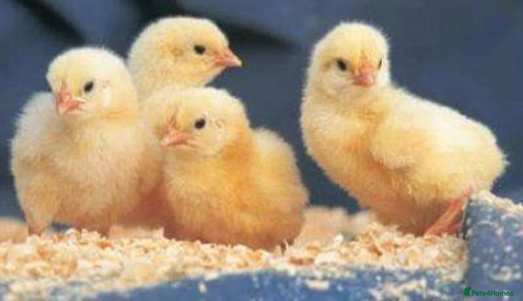 Mixed Breed poultry for sale: Day old chick and day old duckling for sale   - Advert 1
