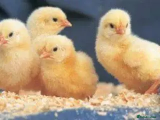 Mixed Breed poultry Day old chick and day old duckling for sale - Advert 17