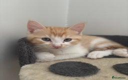 Ragdoll cats for sale: Gorgeous ragdoll cross kittens  - Image 1