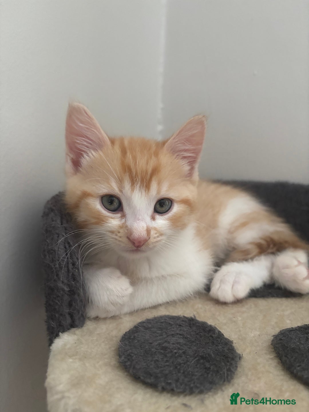 Ragdoll cats for sale: Gorgeous ragdoll cross kittens  - Image 1