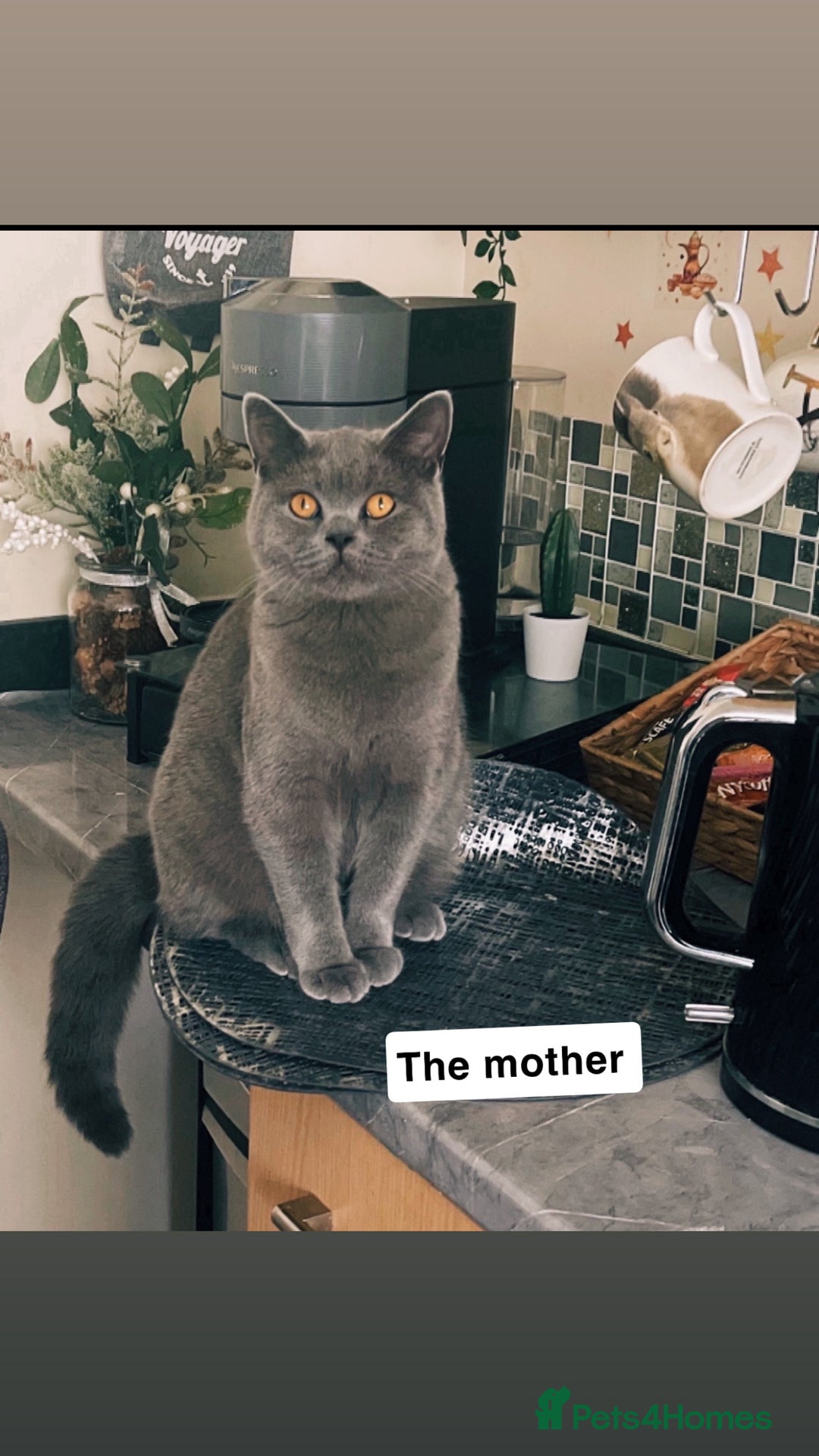 British Shorthair cats for sale: Lovely British shorthair Kitten  - Advert 16