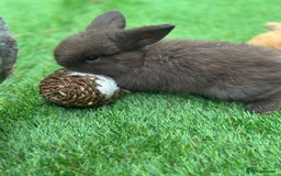 Mini Lop rabbits for sale: Beautiful mini lops - Image 9