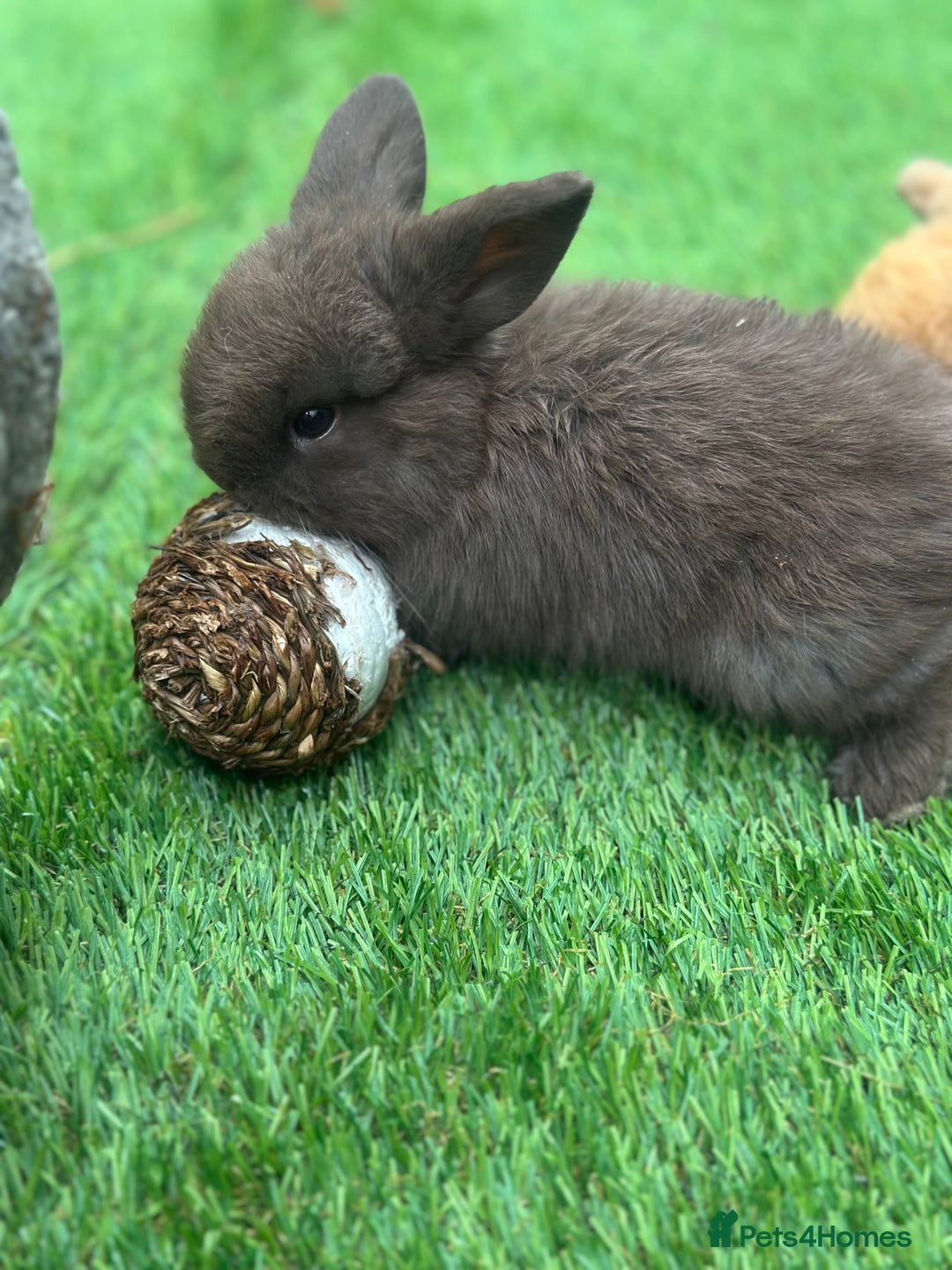 Mini Lop rabbits for sale: Beautiful mini lops - Image 9